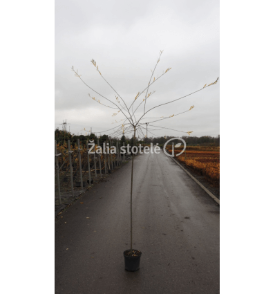 GLUOSNIS SVEIKALAPIS PENDULA PA