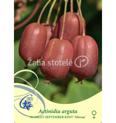 AKTINIDIJA SM. SCARLET SEPTEMBER KIWI MOT.