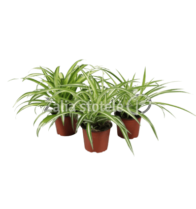 CHLOROFITAS (CHLOROPHYTUM) 12Ø 25H