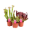 SARACĖNIJA (SARRACENIA) MIX 12Ø30H