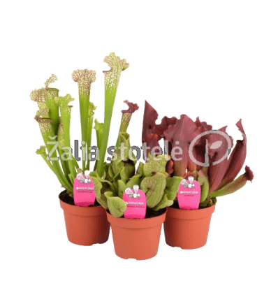 SARACĖNIJA (SARRACENIA) MIX 12Ø30H