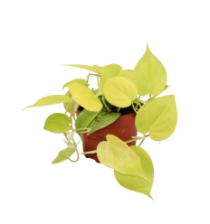 FILODENDRAS (PHILODENDRON) LIME 12Ø15H
