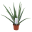 ALAVIJAS (ALOE VERA) VAISTINIS 14Ø42H