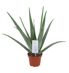 ALAVIJAS (ALOE VERA) VAISTINIS 14Ø42H