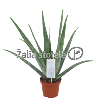 ALAVIJAS (ALOE VERA) VAISTINIS 14Ø42H