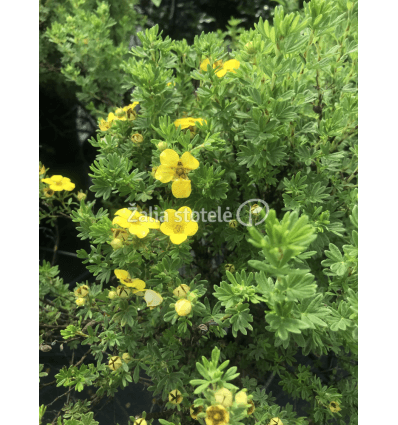 SIDABRAKRŪMIS SUNSET POTENTILLA FRUTICOSA