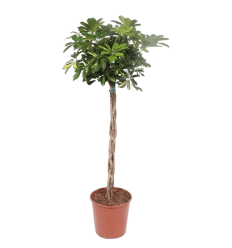 ŠEFLERA (SCHEFFLERA)GOLD TWISTED 30Ø160H