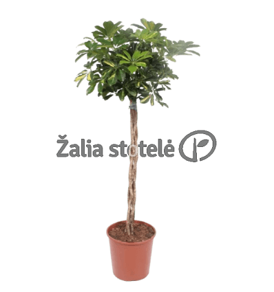 ŠEFLERA (SCHEFFLERA)GOLD TWISTED 30Ø160H