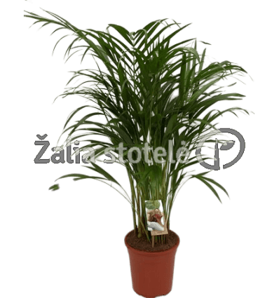 DIPSIS GELSV. (DYPSIS LUTESCENS) 19Ø85H