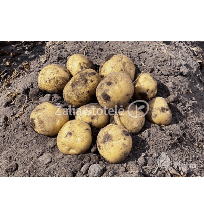 SĖKLINĖS BULVĖS KARELIA 2KG