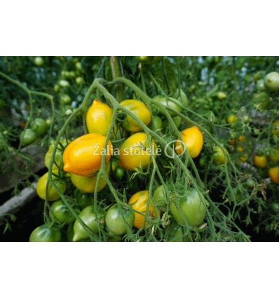 POMIDORAI VALGOMIEJI CITRINA