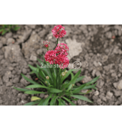 GVAIZDĖS BALLERINA RED