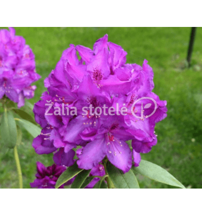 RODODENDRAS BOLESLAW CHROBRY/ROYAL LILAC