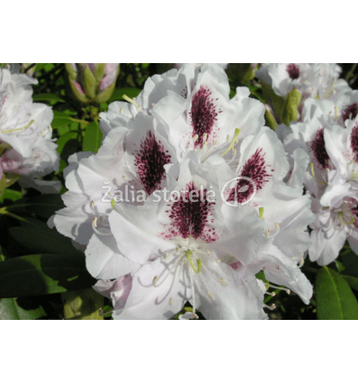 RODODENDRAS CALSAP