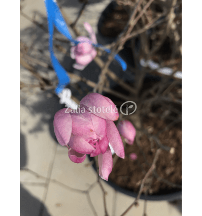 MAGNOLIJA ŽVAIGŽDĖTOJI CHRYSANTHEMUMIFLORA