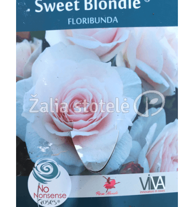 ROŽĖ FLORIBUNDINĖ SWEET BLONDIE