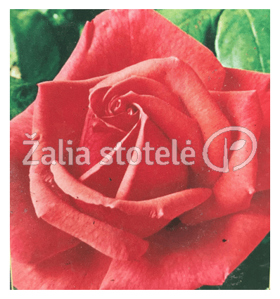 Rozė Floribundinė Red Queen Zaliastotele Lt