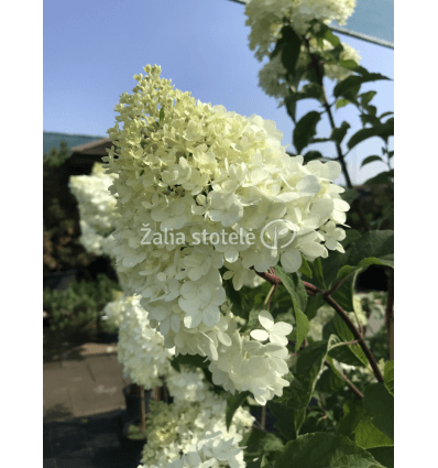 HORTENZIJA ŠLUOTELINĖ VANILLE FRAISE