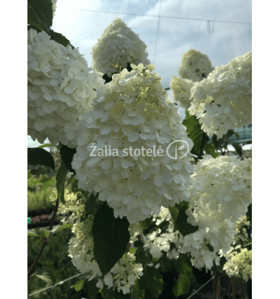 HORTENZIJA ŠLUOTELINĖ LIVING STRAWBERRY BLOSSOM PA