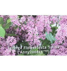 ALYVA FLOWERFESTA PINK PA