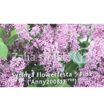 ALYVA FLOWERFESTA PINK PA