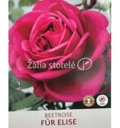 ROŽĖ FLORIBUNDINĖ FUR ELISE®