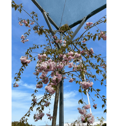 VYŠNIA DEKORATYVINĖ KIKU-SHIDARE-ZAKURA PA