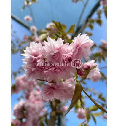 VYŠNIA DEKORATYVINĖ KIKU-SHIDARE-ZAKURA PA