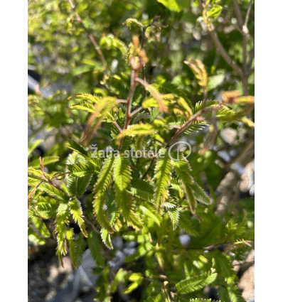 CALLIANDRA DIXIE PINK PA