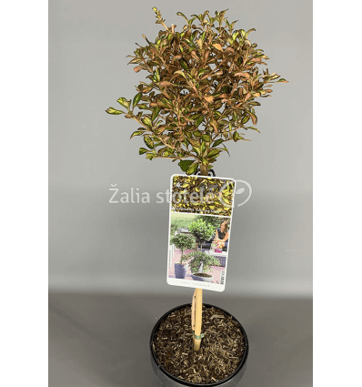 COPROSMA DARK ANGEL PA