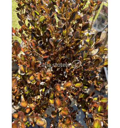 COPROSMA DARK ANGEL PA