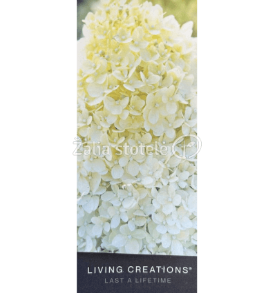 HORTENZIJA ŠLUOTELINĖ LIVING COTTON CREAM