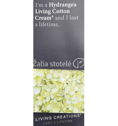 HORTENZIJA ŠLUOT. LIVING COTTON CREAM PA