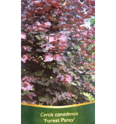 CERCIS KANADINIS FOREST PANSY