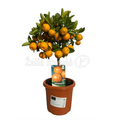 CITRINMEDIS CALAMONDIN 15Ø45H