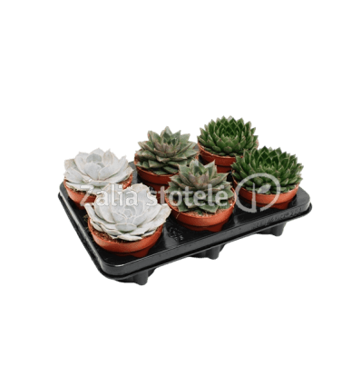 KALVORĖ (ECHEVERIA) MIX 12Ø 13H 