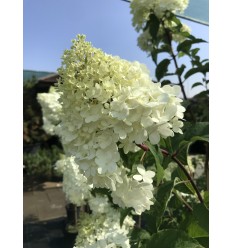 HORTENZIJA ŠLUOTELINĖ VANILLE FRAISE