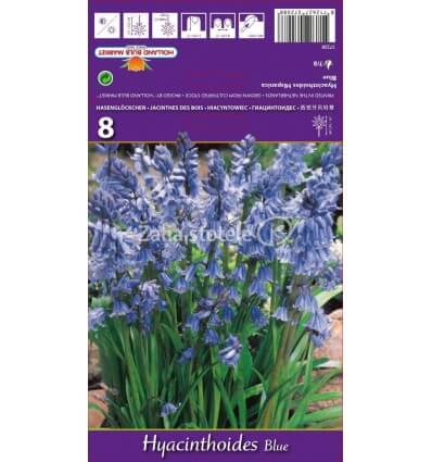 LINKSMĖS HYACINTHOIDES BLUE