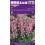 LINKSMĖS HYACINTHOIDES PINK