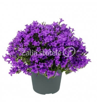 KATILĖLIS (CAMPANULA) AMBELLA PURPLE 10,5Ø 22H