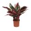 KALATĖJA (CALATHEA) TRIOSTAR 14Ø40H