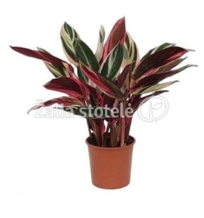 KALATĖJA (CALATHEA) TRIOSTAR 14Ø40H