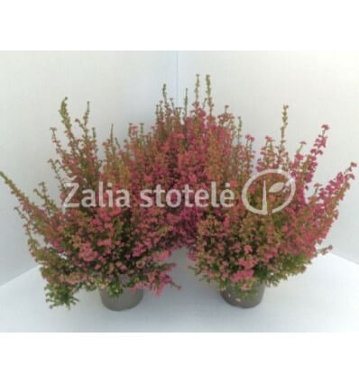 ERIKA GRACILIS RED