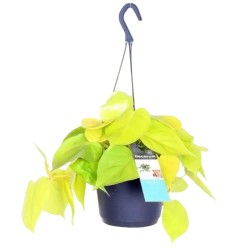 FILODENDRAS (PHILODENDRON) YELLOW 15Ø40H