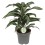 DRACENA (DRACAENA) JADE JEWEL 17Ø50H