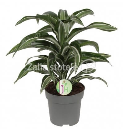 DRACENA (DRACAENA) JADE JEWEL 17Ø50H