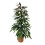 FIKUSAS (FICUS) AMSTEL KING 21Ø110H