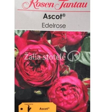 ROŽĖ STAMBIAŽIEDĖ ASCOT®