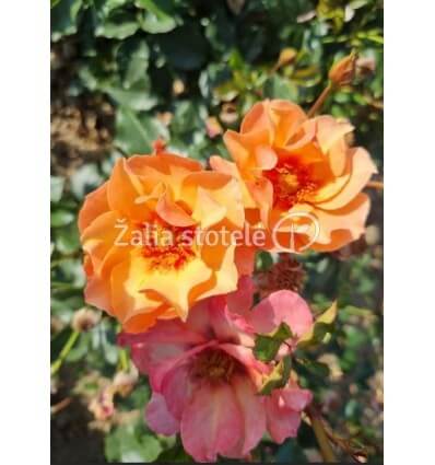 ROŽĖ FLORIBUNDINĖ PERSIAN SUN®