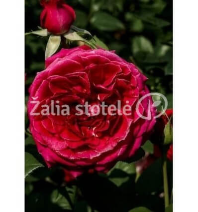 ROŽĖ FLORIBUNDINĖ RED LEONARDO DA VINCI®